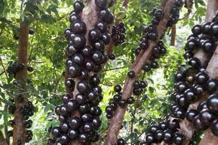 矿源腐植酸钾能和杀菌剂混用吗？