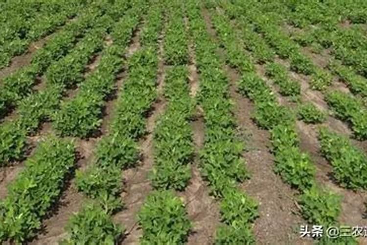 石榴坐果后如何施肥才能长得又大又甜？