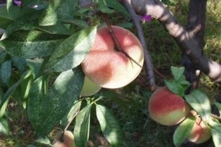 一株桃树施多少鱼蛋白水溶肥