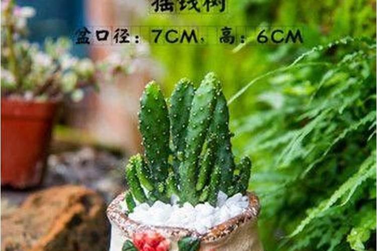 多肉植物能喷磷钾肥吗