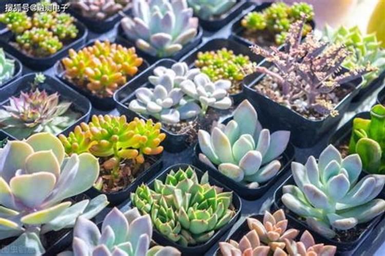 多肉植物能喷磷钾肥吗