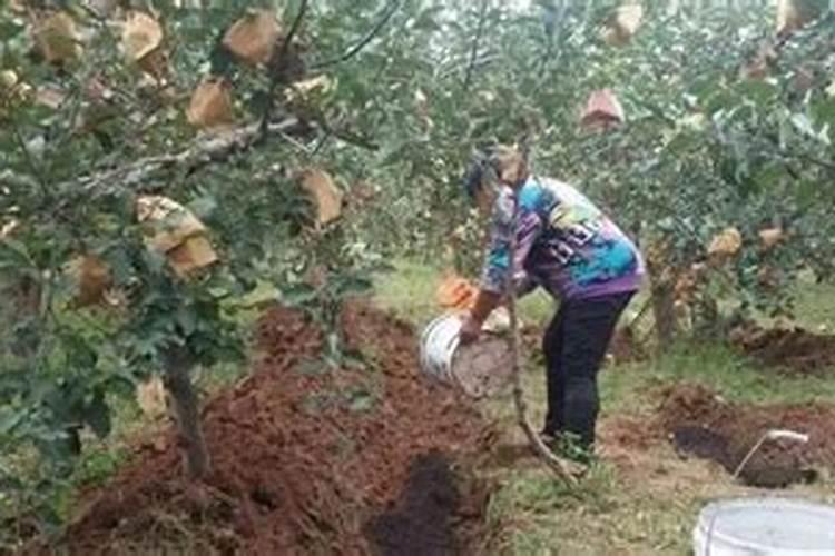 花椒树秋季施肥啥化肥最好？