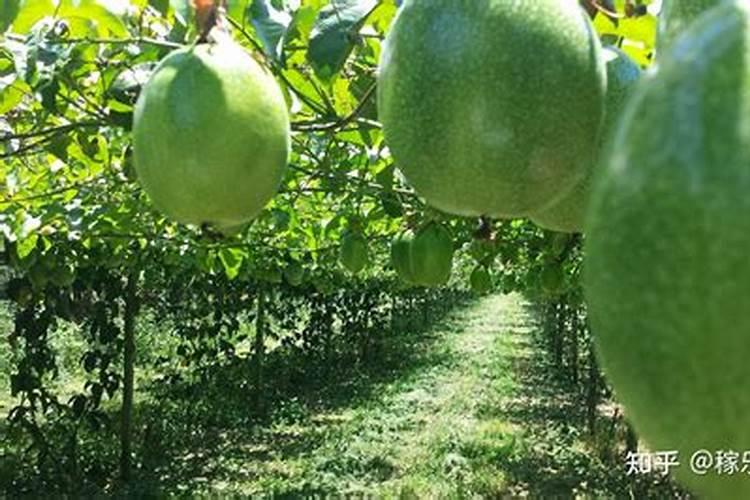 黑色的复合肥好不好