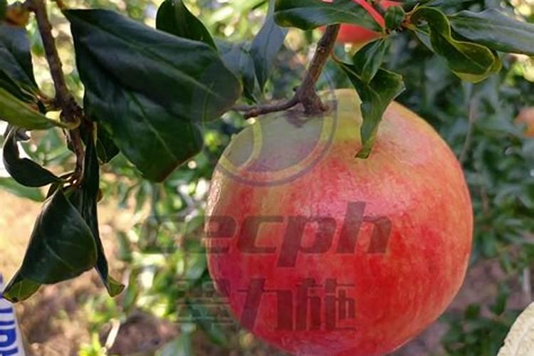 红宝石石榴树怎样施肥果子大