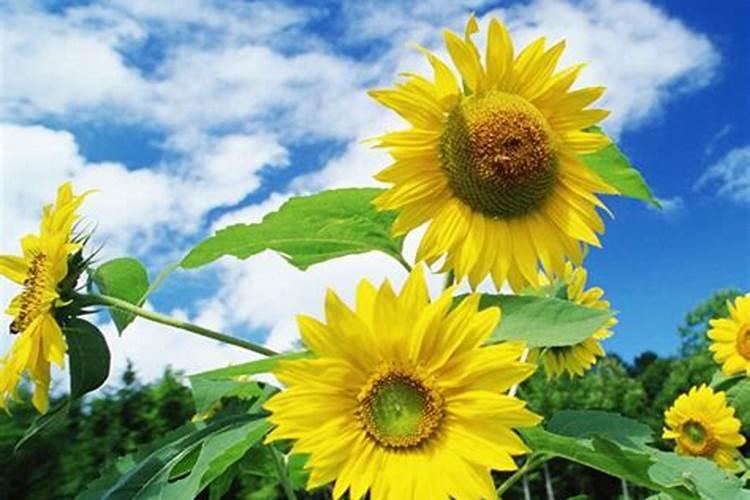 雪莲果适合什么季节种植