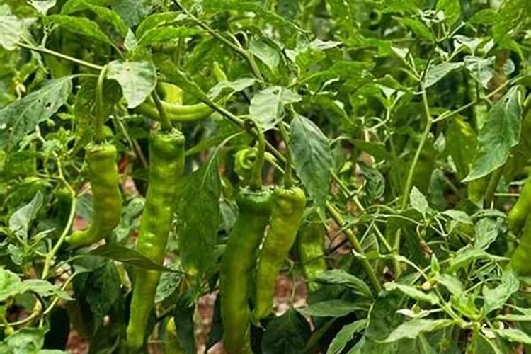 种植辣椒的时候,为什么要向植株喷洒白醋？