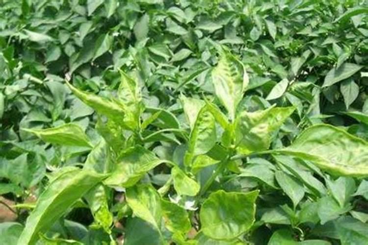 小米香醋可以浇菜吗？