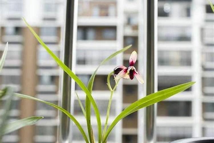 水稻拔节长穗期的水分如何管理？