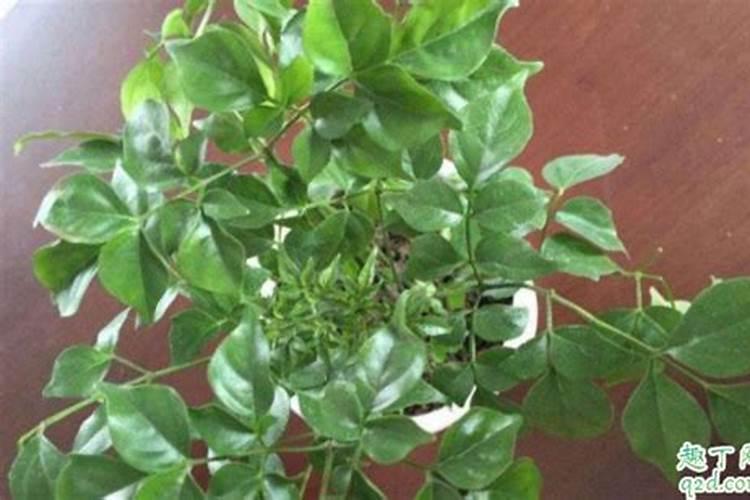 幸福树专用肥料