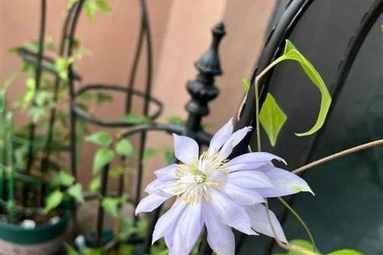 春天种植的月季怎么浇水施肥