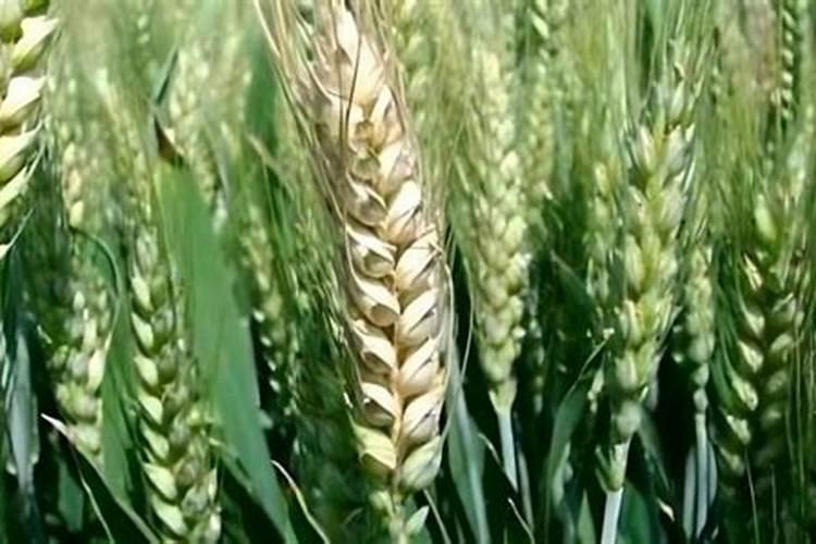 旱地冬小麦主要施肥技术