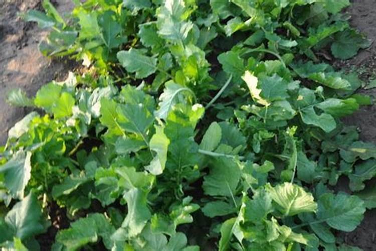 萝卜为什么要补硼肥