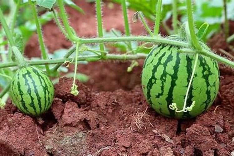 西瓜膨果期施什么肥料*好