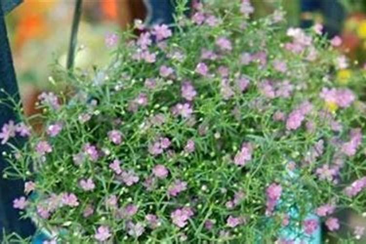 满天星怎么浇水施肥