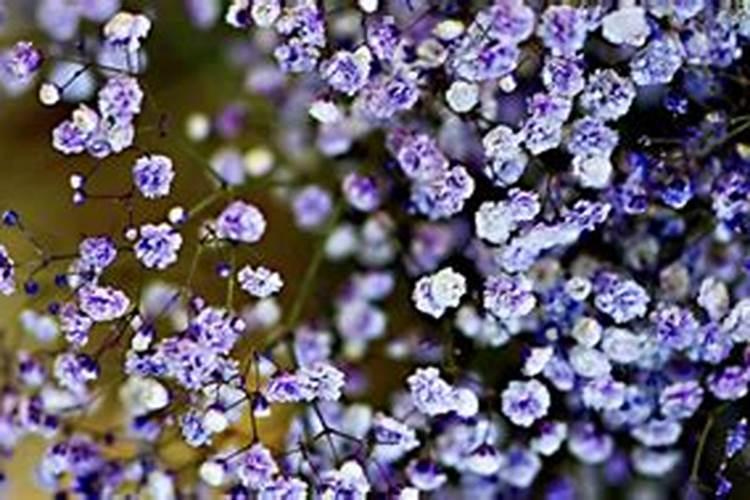 满天星怎么浇水施肥