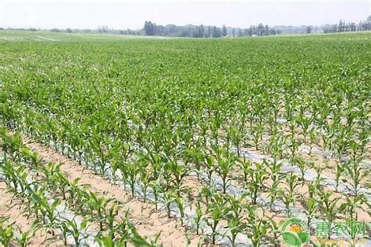 天津什么时候收花生