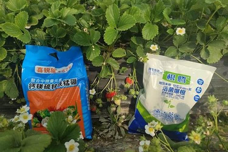 白菜如何正确的施肥