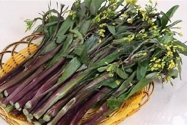 紫菜苔冻了怎么补救