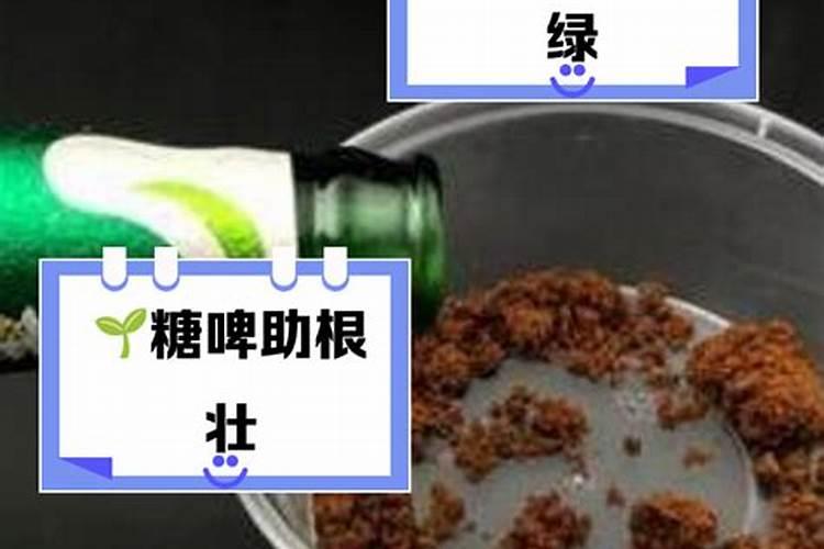 哪种复合肥对金丝皇菊效果好？