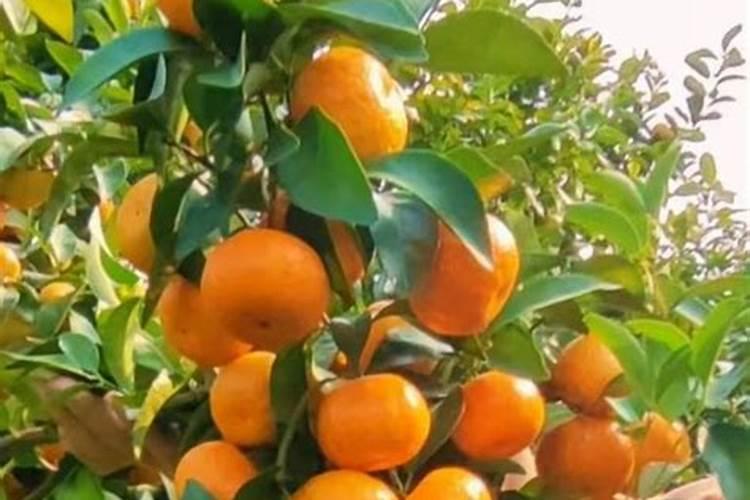 苹果用什么水溶肥好 主要是促进果树生长