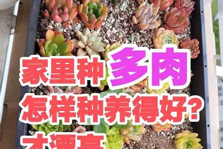 蔬菜施什么肥长得快又好蔬菜施什么肥长得快