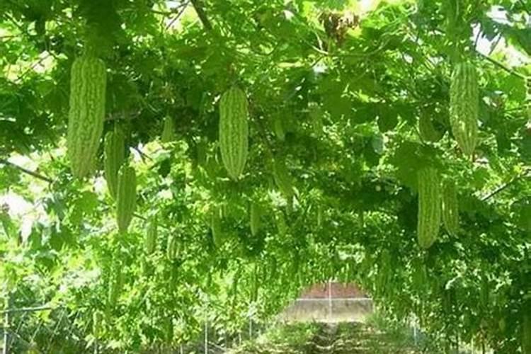 葡萄开花前后怎样管理