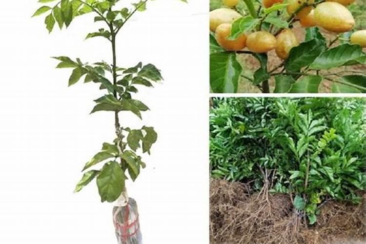 磷酸二铵 适合什么花