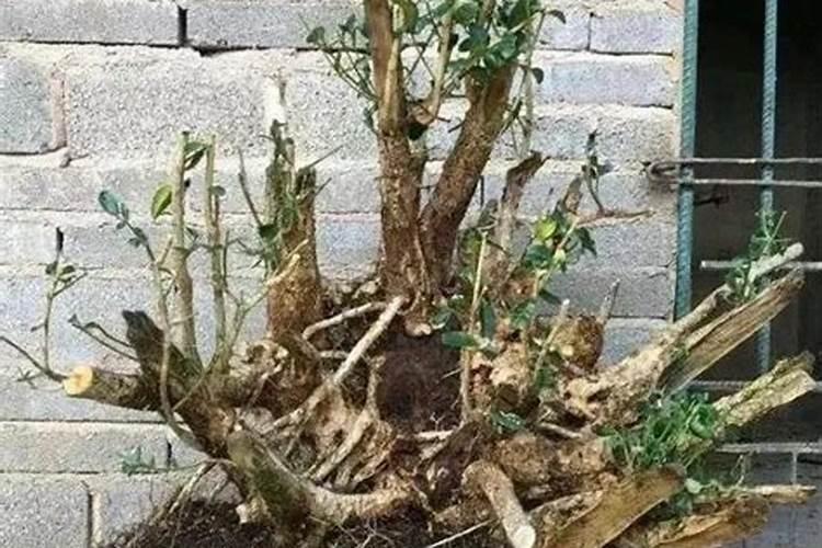 小叶瓜子黄杨下山桩怎么养护