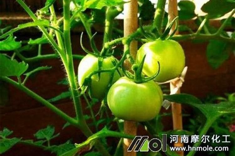 番茄结果期施什么肥好