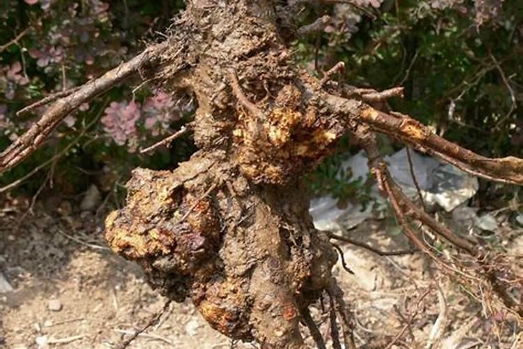 水果沤的肥是属于什么肥？