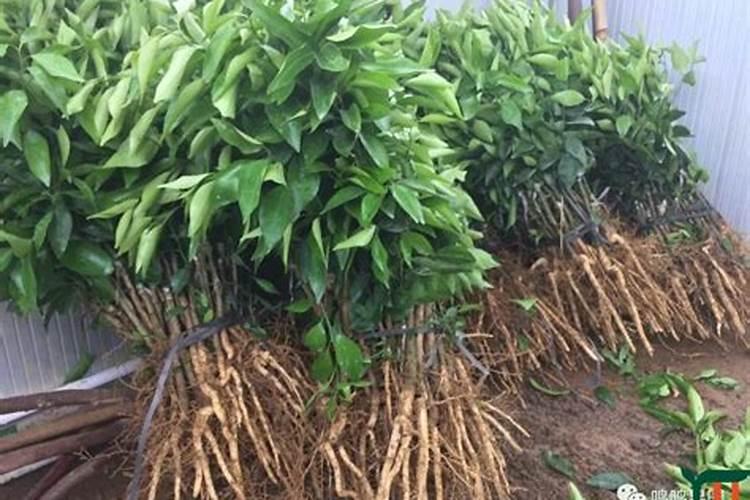 红豆杉用什么肥料最好