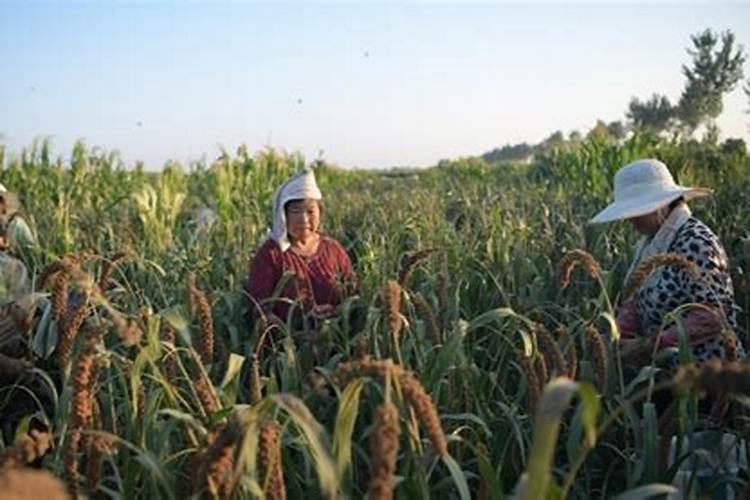 六月六看谷秀的意思是啥,麻烦快点,谢谢