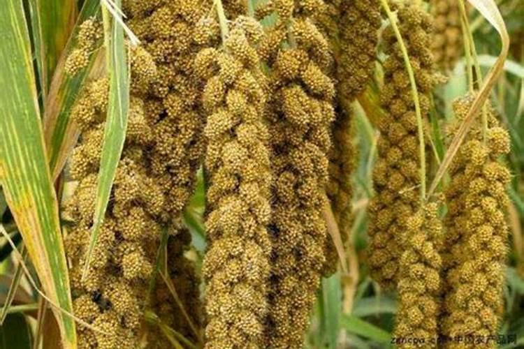 麦子打包秀穗的时候浇地好不好？