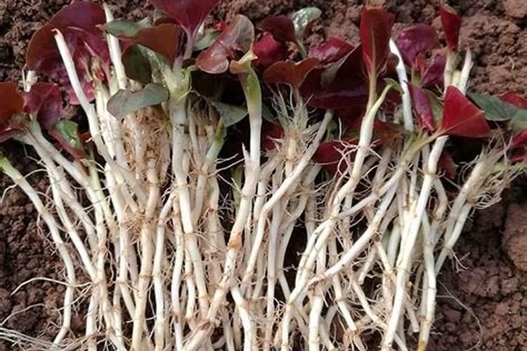 折耳根栽培技术