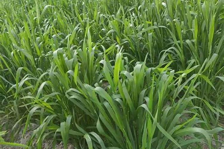 麦子的种植养护方法 麦子怎么种植养护