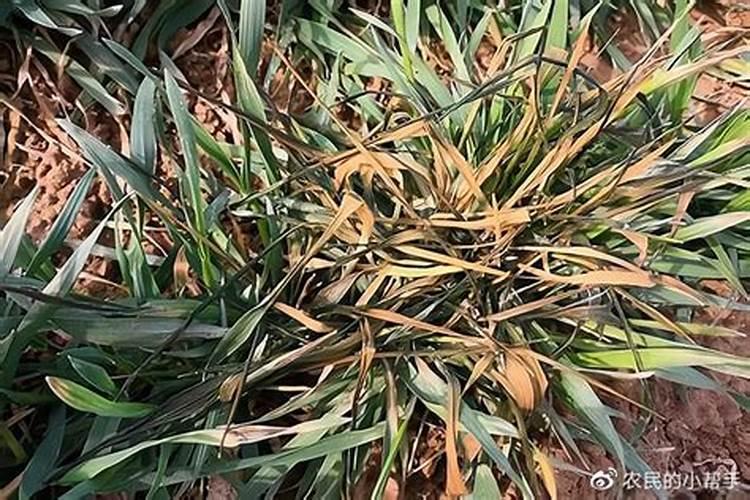 榴莲皮可以做肥料吗