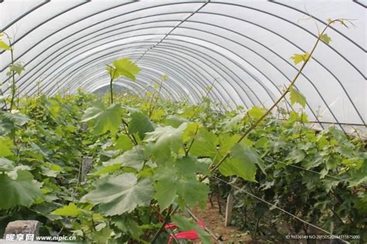 花椰菜应该如何采收和贮藏呢？