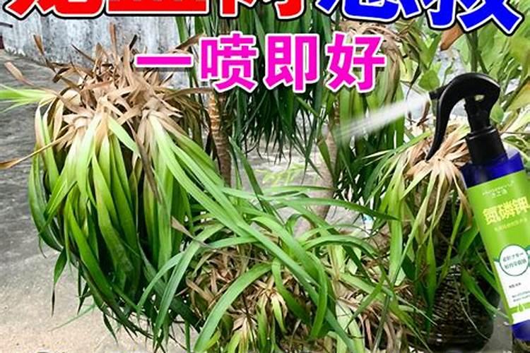 花椒保花保果用什么水溶肥好？花椒用什么肥料长得好？