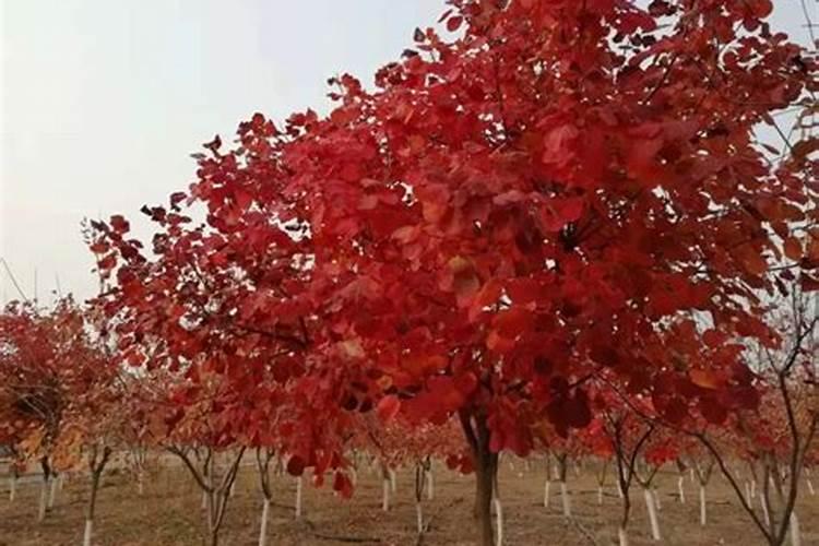 如何控制枫树颜色