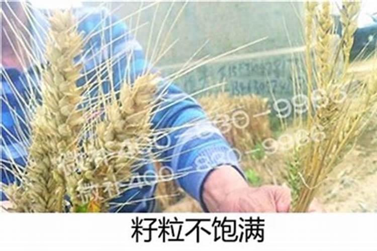 钾肥百科 钾肥的功效和作用？