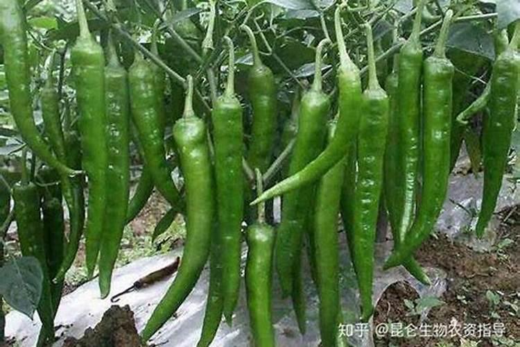 黄腐酸钾和腐殖酸钠有什么区别,都有什么作用呢？