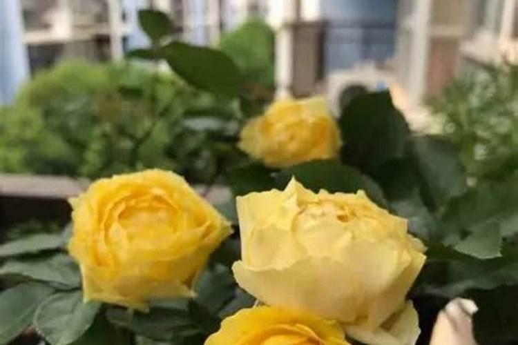 藤本月季不开花怎么办,补充光照追施磷钾肥