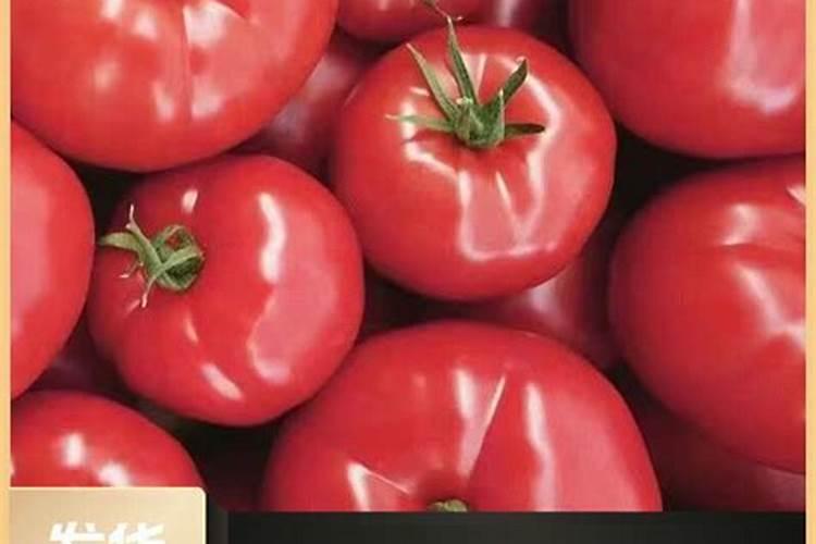 西红柿第一次冲平衡肥一亩地冲多少？