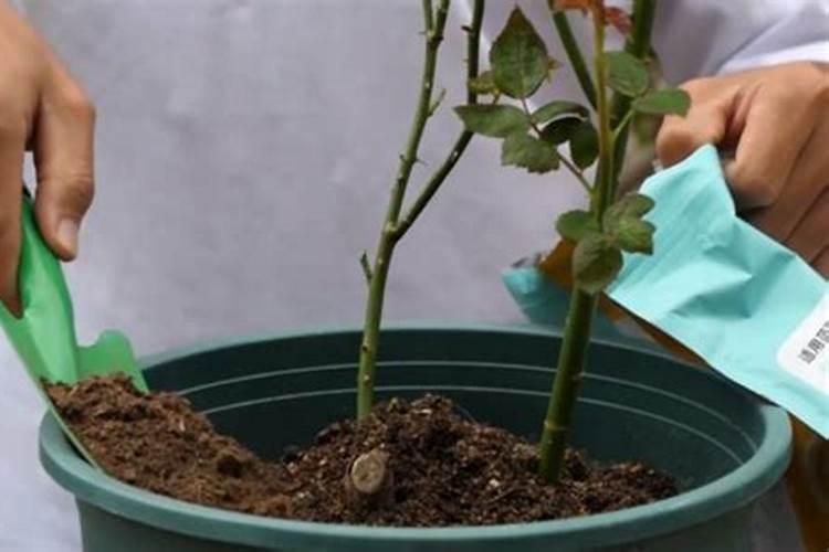 树桩月季施肥后叶子发黄发干怎么办？