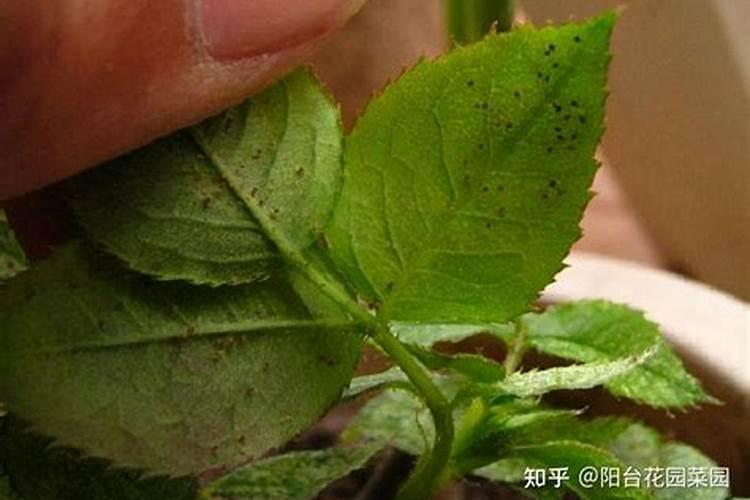 月季如何施肥 月季怎么施肥