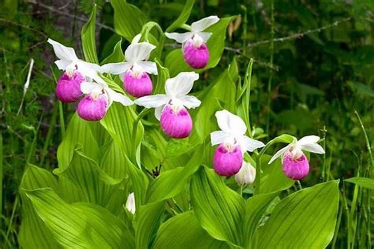 菜油可以浇花吗