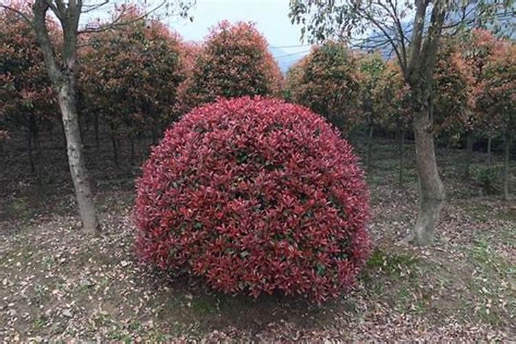 石楠苗要多长叶子用什么叶面肥好？