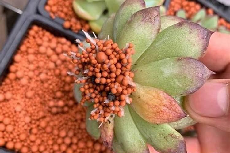 多肉底肥放什么肥好(底肥施用方法)