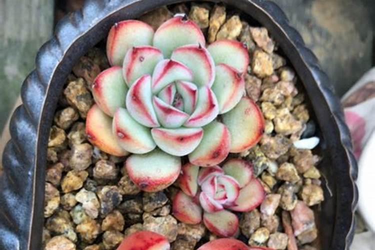 多肉植物用什么肥料比较好