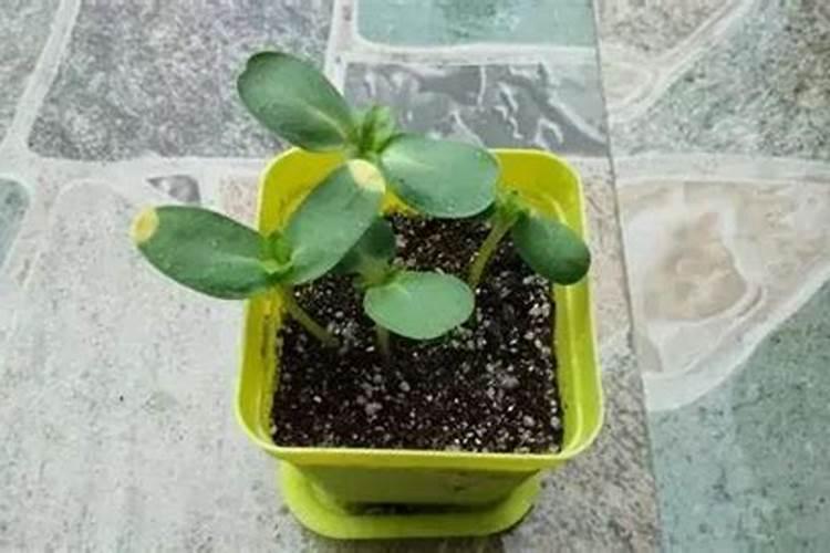 向日葵种子怎么用生根剂